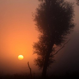 Scharlach dawn / ***