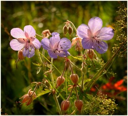 Sommer / ***