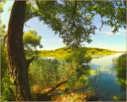 in Küsten Dickicht / ***