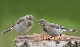 "Sei nicht traurig, mein Bruder! ..." / ***