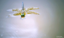 Libelle auf dem Wasser / ***