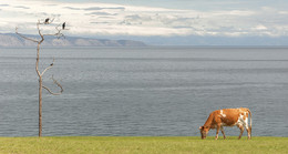 Orange Cow / ***