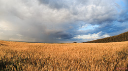 Weizenfeld vor dem Sturm! / ***