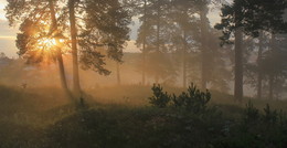 Im Morgenlicht getaucht / ***