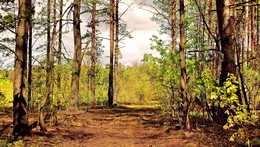 Im Wald / ***