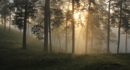 Morgen in einem Kiefernwald / ***