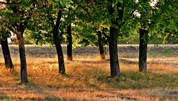 letzten Strahlen / ***