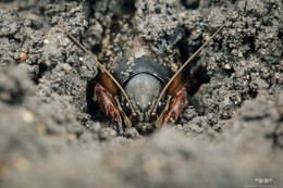 Cricket-Maulwurf / ***
