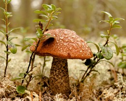 "Rot" nach regen / ***