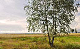Birke stand in Poly / ***