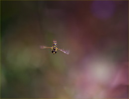 Flug / ***