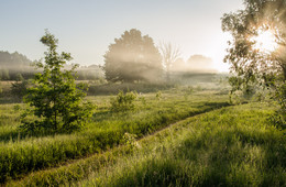 Sommer-Nebel / ***