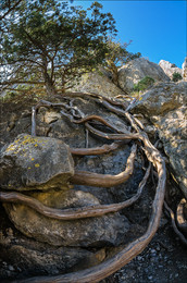Naked Nerven Land ...... / ***
