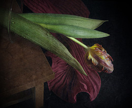 Melancholie / ***
