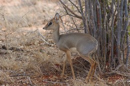 Bambi / ***