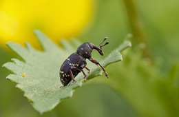 Weevil / ***