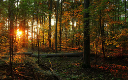Tales Morgen Wald / ***