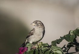 In der Wildrose / ***