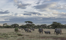 "African twilight" (Kilimandscharo) / ***