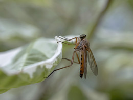 Rhagio tringarius / ***