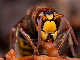 Hornet / ***
