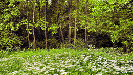 Am Rande des Waldes / ***