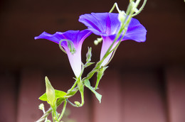 morning-glory / ***