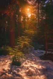 Die Stille des Waldes ... / ...