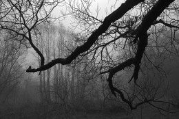Nebel / ***