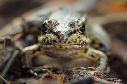 Amphibian / ***
