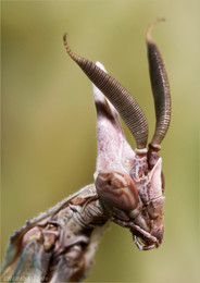 ALIEN / ***