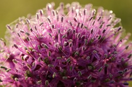 Bows Farbe / ***
