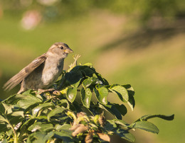 Birdie / ***