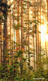 Herbst / ***