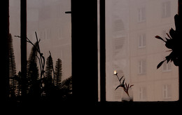 Licht Halluzinationen / ---