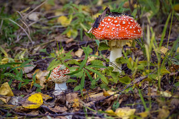 Amanita / ***