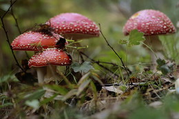 Amanita ... / .................