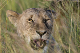 "AFRICAN-langweilig!" / ***
