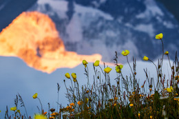 Gebirgsmohnblumen in der Reflexion des Sonnenuntergangs / ***