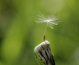 Ballerina / ***