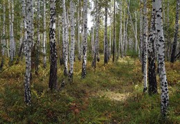 Short Sommer im Ural / ***