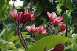 Blumen / ***