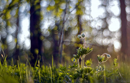 Der Hauch von Frühling / ***