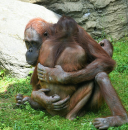 Orang-Utans können auch lieben ... / ***