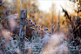 Die ersten Frost / ............