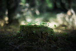 Ein Sonnenstrahl / ***