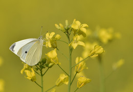 Sommer Rhapsody / ***