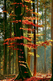 Herbstfarben / ***