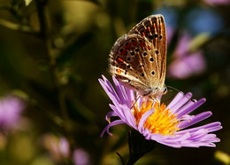 auf einer Blume / ***