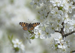 Frühling / ***